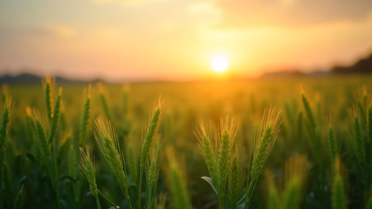 Sicredi expande crédito rural e consórcios no agro