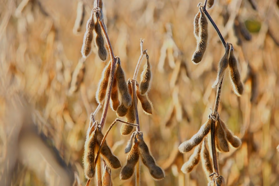USDA mantém projeções para soja brasileira; mercado segue travado